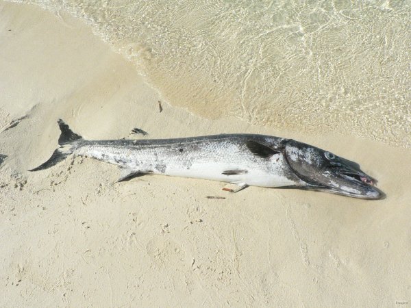82- Un barracuda mort sur la plage 